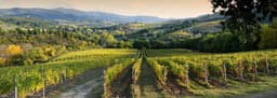 Alternative Investments: Investing in Wine