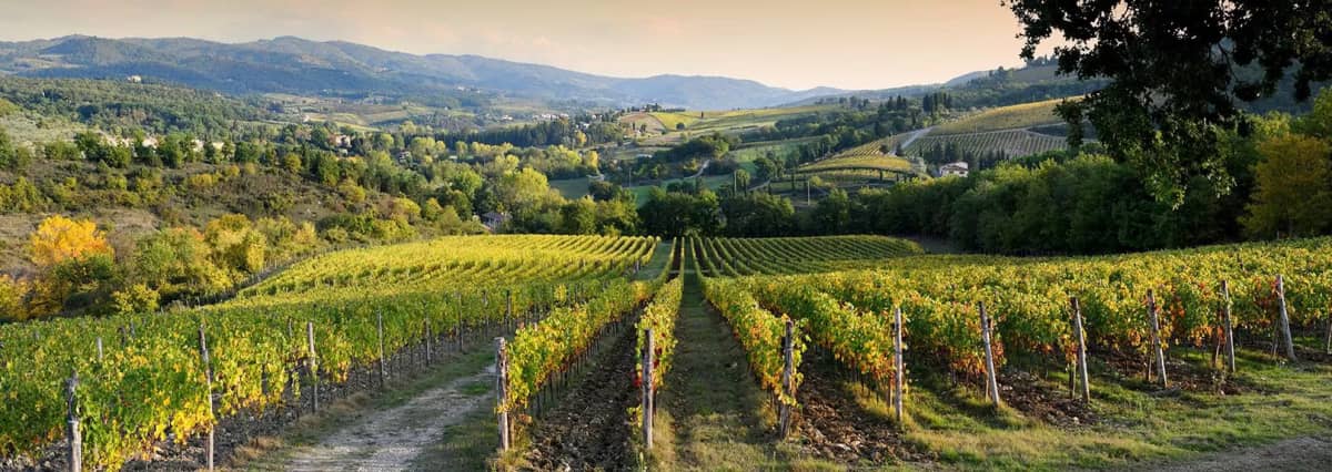 Alternative Investments Investing In Wine